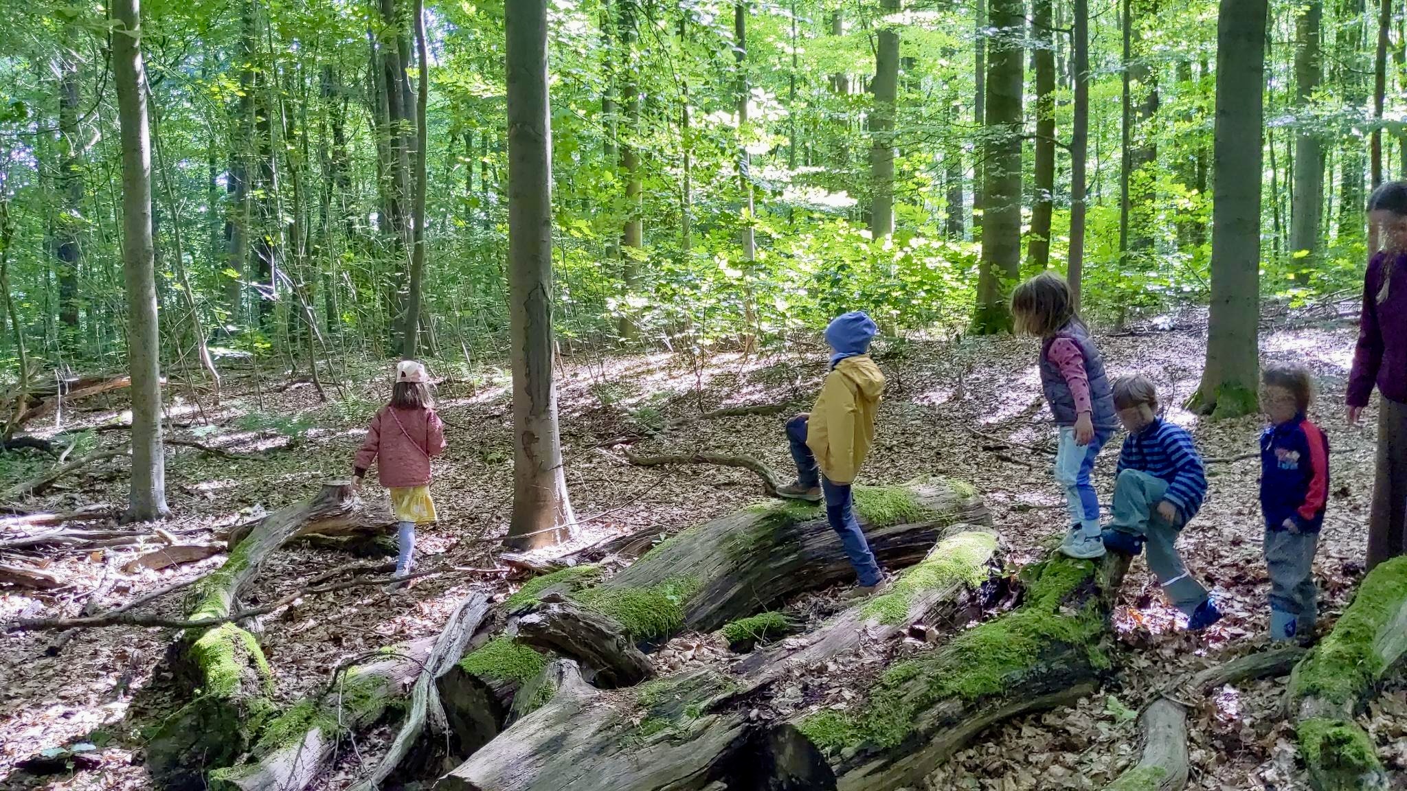 Balancieren am Waldtag